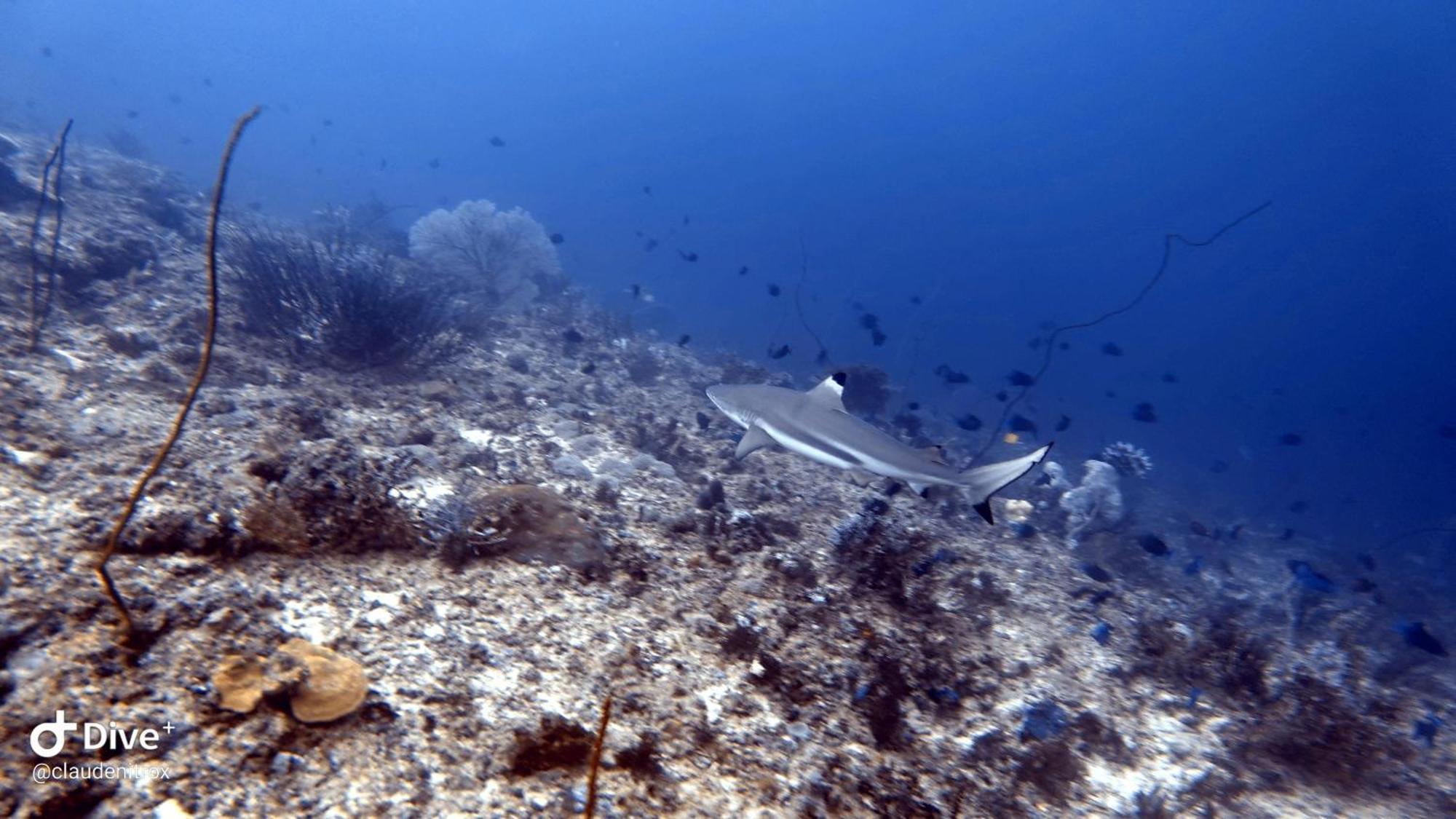 Budi Sun Resort Maumere Dış mekan fotoğraf