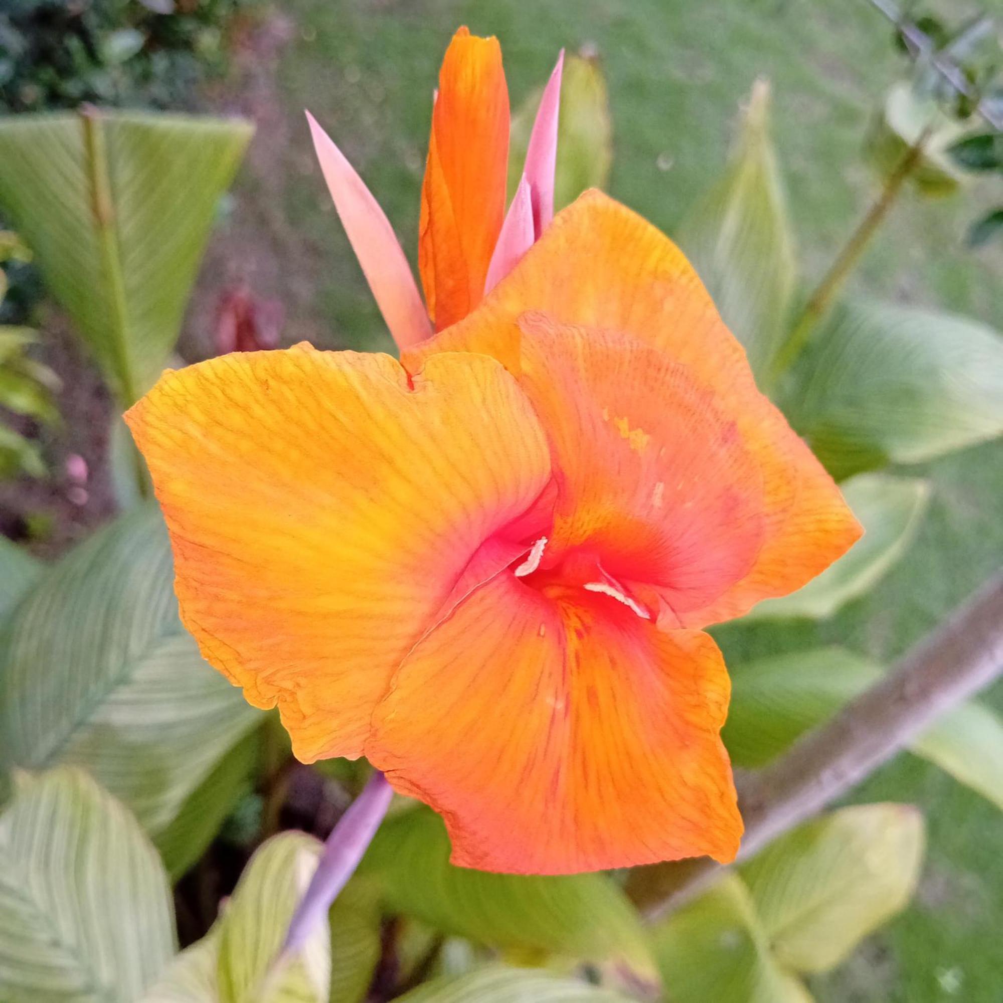 Budi Sun Resort Maumere Dış mekan fotoğraf